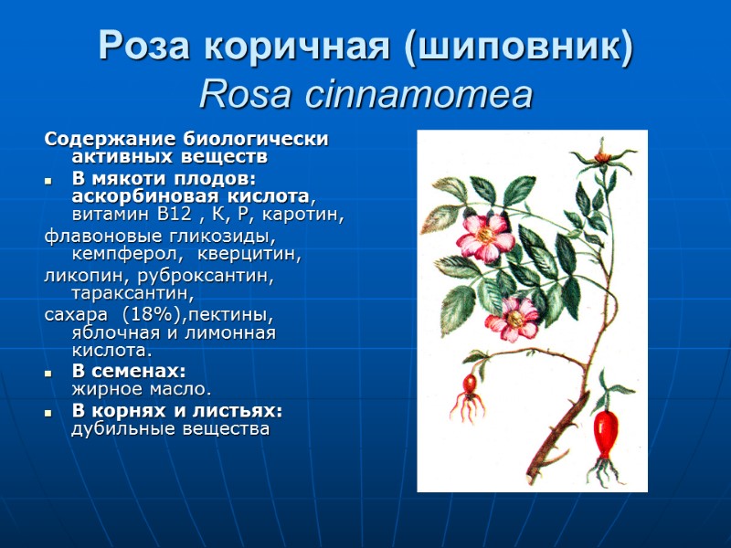 Роза коричная (шиповник) Rosa cinnamomea Содержание биологически активных веществ В мякоти плодов:  